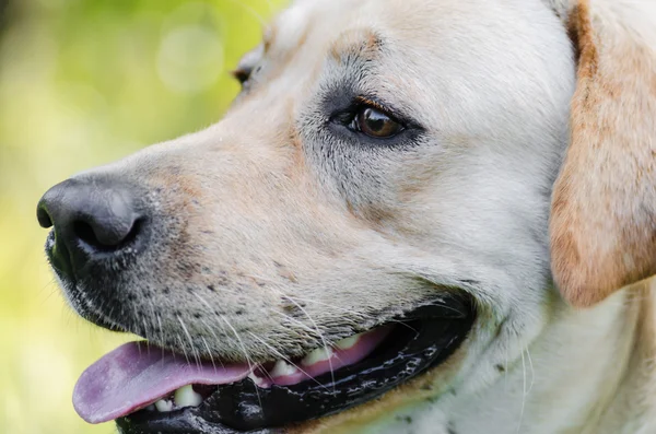 Köpek, Labrador, safkan, köpek kürk, hayvan, genç, kahverengi, sarı, beyaz, altın, güzel — Stok fotoğraf