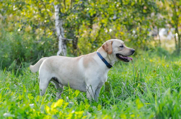 Hond, Labrador, rasechte, hond bont, dierlijke, jonge, bruin, geel, wit, goud, mooi — Stockfoto