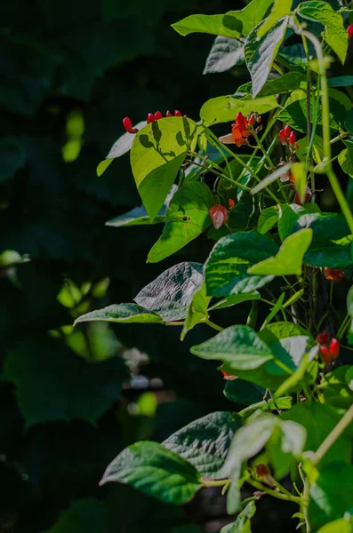 Flor, feijão, feijão, flor, agricultura, luz, fundo, bonito, verde, cor — Fotografia de Stock