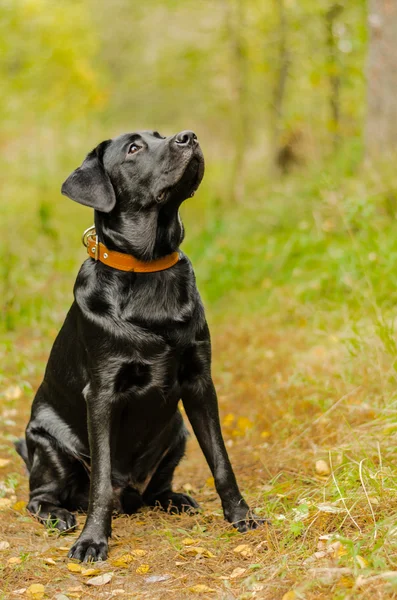 Hund, labrador, svart, pet, lojalitet, vänskap, porträtt, djur — Stockfoto