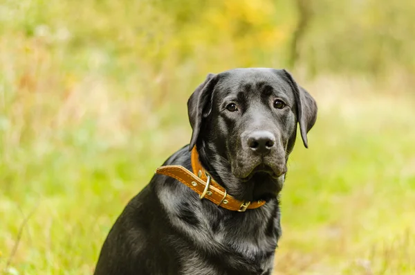 Hund, labrador, svart, pet, lojalitet, vänskap, porträtt, djur — Stockfoto