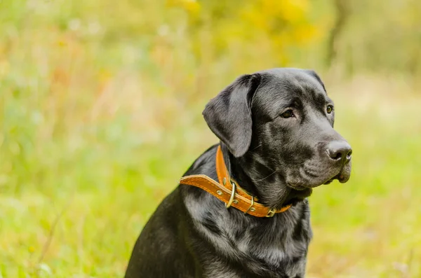 Hond, labrador, zwart, huisdier, loyaliteit, vriendschap, portret, dier — Stockfoto