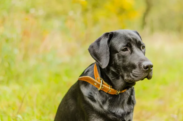 Hund, labrador, svart, pet, lojalitet, vänskap, porträtt, djur — Stockfoto