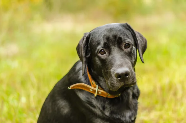 Hund, labrador, svart, pet, lojalitet, vänskap, porträtt, djur — Stockfoto