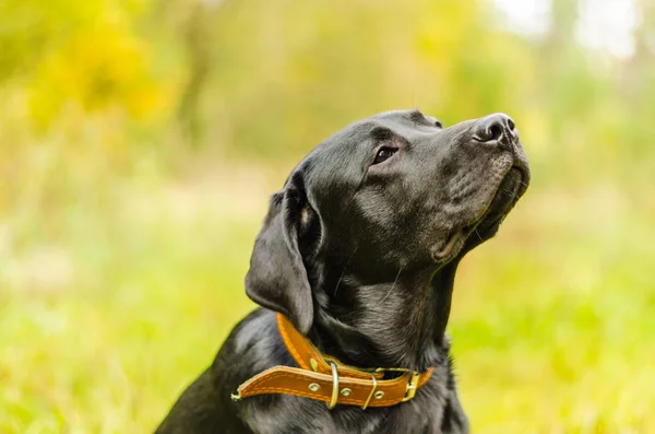 Köpek, labrador, siyah, Evcil Hayvan, sadakat, dostluk, portre, hayvan — Stok fotoğraf