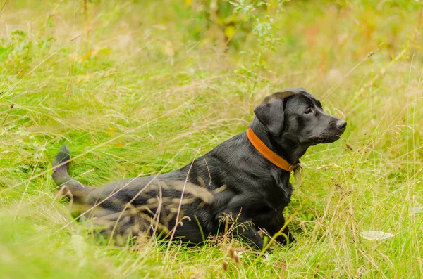 Hund, labrador, svart, pet, lojalitet, vänskap, porträtt, djur — Stockfoto