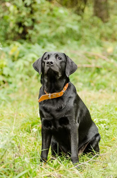 Hund, labrador, svart, pet, lojalitet, vänskap, porträtt, djur — Stockfoto