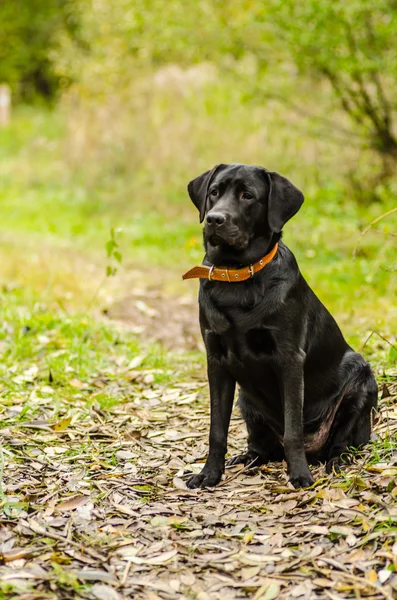 Hund, labrador, svart, pet, lojalitet, vänskap, porträtt, djur — Stockfoto