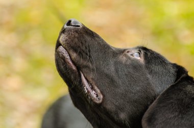 köpek, labrador, siyah, Evcil Hayvan, sadakat, dostluk, portre, hayvan