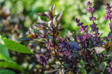 fesleğen, yeşil, mor, marul, yaprak, Bahçe, renk, gıda, yaprakları, bush, çeşni