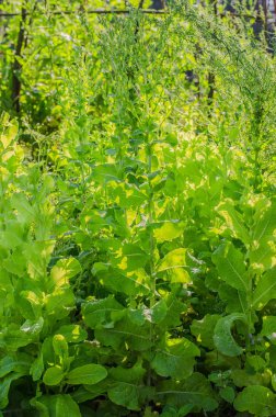 roka, marul, yaprak, Bahçe, renk, gıda, yaprakları, yeşil, bush, çeşni, yemek