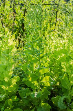 roka, marul, yaprak, Bahçe, renk, gıda, yaprakları, yeşil, bush, çeşni, yemek