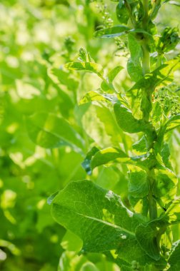 roka, marul, yaprak, Bahçe, renk, gıda, yaprakları, yeşil, bush, çeşni, yemek