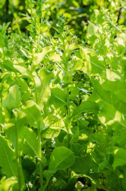 roka, marul, yaprak, Bahçe, renk, gıda, yaprakları, yeşil, bush, çeşni, yemek