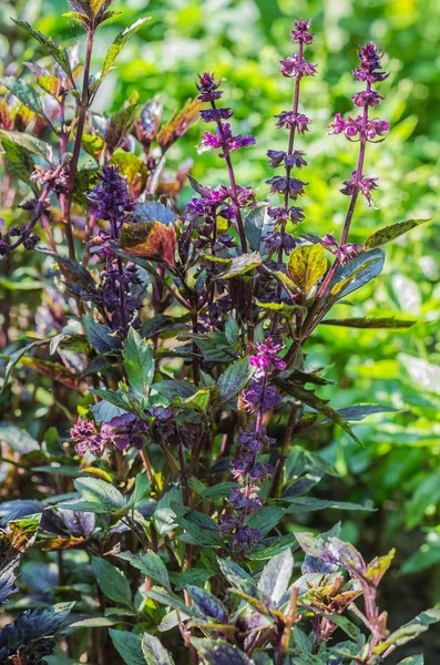 basil, green, purple, lettuce, leaf, garden, color, food, leaves, bush, condiment