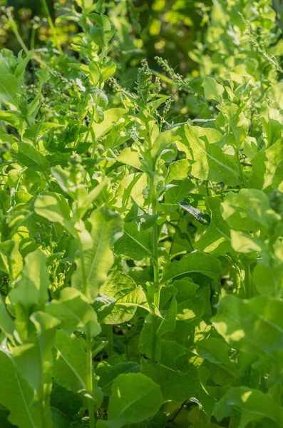 roka, marul, yaprak, Bahçe, renk, gıda, yaprakları, yeşil, bush, çeşni, yemek