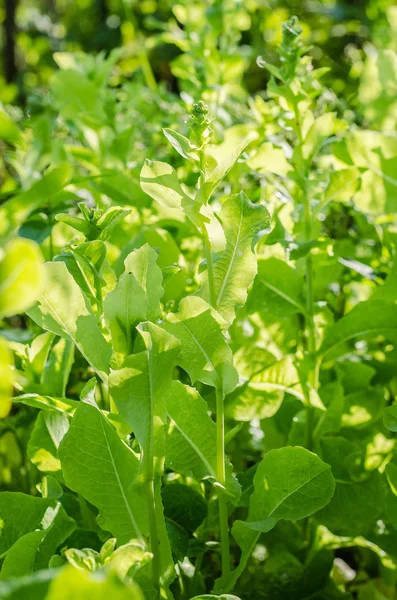 roka, marul, yaprak, Bahçe, renk, gıda, yaprakları, yeşil, bush, çeşni, yemek