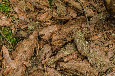 kabuk, ahşap, çam, malzeme, arka plan, doğa, orman, kahverengi, eski, renk, doku