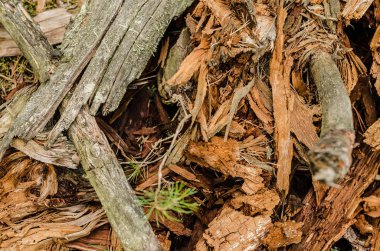 kabuk, ahşap, çam, malzeme, arka plan, doğa, orman, kahverengi, eski, renk, doku