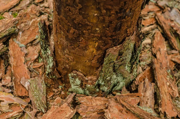 Corteza, madera, pino, material, fondo, naturaleza, bosque, marrón, viejo, color, textura — Foto de Stock