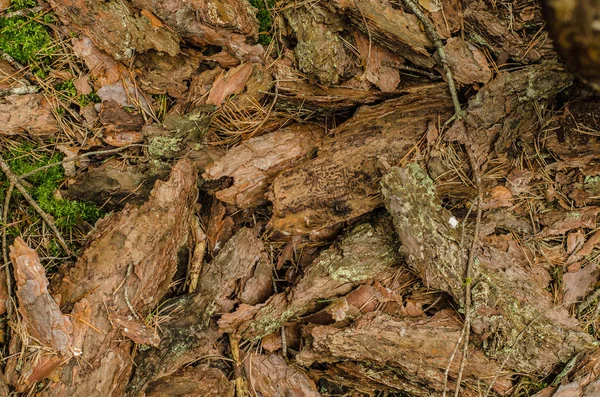 kabuk, ahşap, çam, malzeme, arka plan, doğa, orman, kahverengi, eski, renk, doku