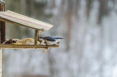 kuş, sıvacı kuşu, Gaga, kanatlar, kuyruk, doğa, hayvanlar, yemlik, kalem, yakın çekim