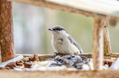 kuş, sıvacı kuşu, Gaga, kanatlar, kuyruk, doğa, hayvanlar, yemlik, kalem, yakın çekim