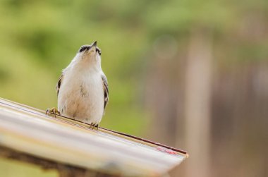 kuş, sıvacı kuşu, Gaga, kanatlar, kuyruk, doğa, hayvanlar, yemlik, kalem, yakın çekim