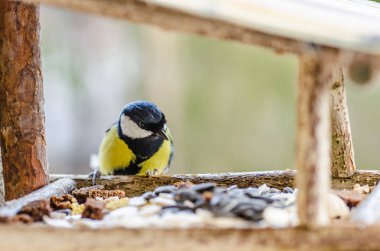 kuşu, bülbül, Gaga, kanatlar, kuyruk, doğa, hayvanlar, yemlik, tüy, yakın çekim
