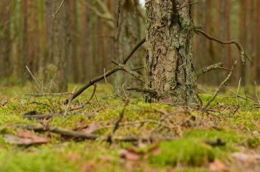 Büyük güzel ağaçlar yaz vahşi kalın ormanıyla