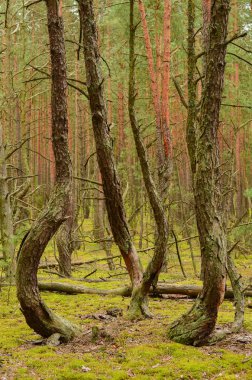 Büyük güzel ağaçlar yaz vahşi kalın ormanıyla