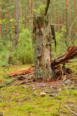 Büyük güzel ağaçlar yaz vahşi kalın ormanıyla