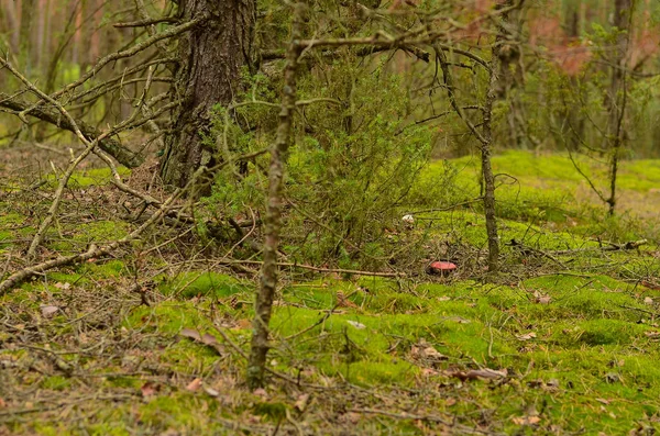 Літній дикий густий ліс з великими красивими деревами — стокове фото