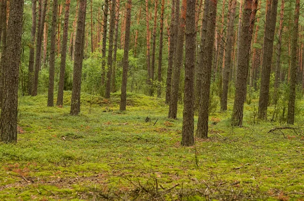 Летний густой лес с большими красивыми деревьями — стоковое фото