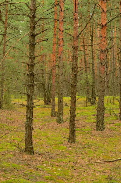 Verão floresta grossa selvagem com grandes árvores bonitas — Fotografia de Stock