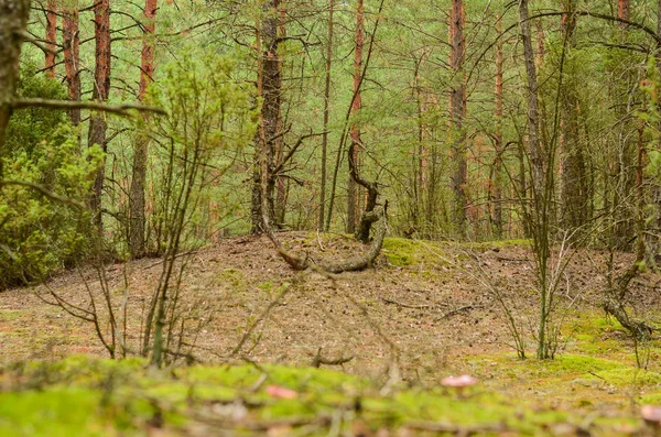 Літній дикий густий ліс з великими красивими деревами — стокове фото