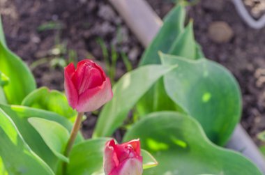 bahar zaman kırmızı güzel lale