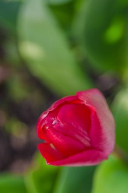 bahar zaman kırmızı güzel lale