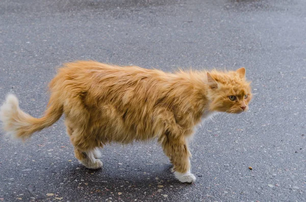 Seekor kucing dengan bulu merah berjalan di sepanjang jalan — Stok Foto