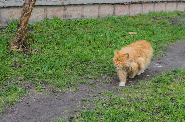 Um gato com uma pele vermelha andando ao longo da rua — Fotografia de Stock