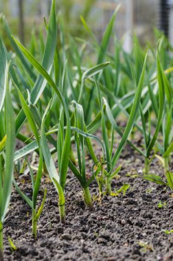Toprak üzerinde büyüyen sarımsak