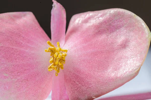 Beautiful pink flower with yellow stamens — Stock Photo, Image