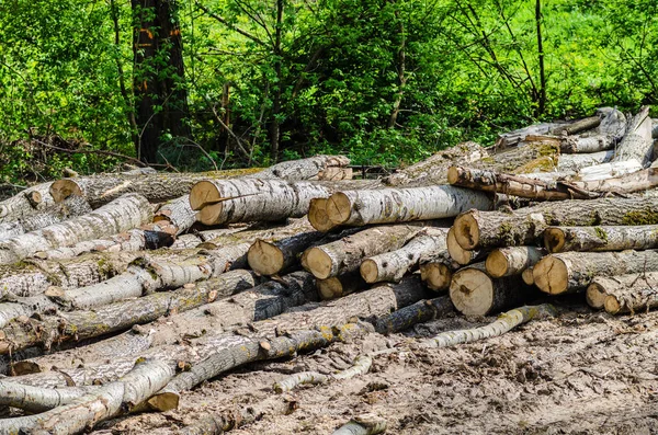Folded trees are stacked — Stock Photo, Image
