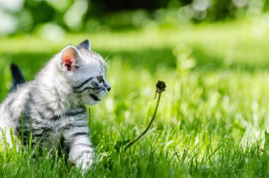 İlk bağımsız adımlar atmaya şirin bir kedi yavrusu öğrenir