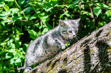İlk bağımsız adımlar atmaya şirin bir kedi yavrusu öğrenir