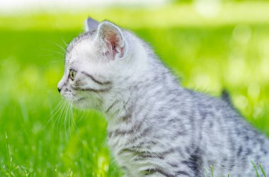 İlk bağımsız adımlar atmaya şirin bir kedi yavrusu öğrenir