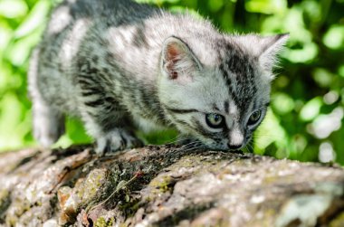 İlk bağımsız adımlar atmaya şirin bir kedi yavrusu öğrenir