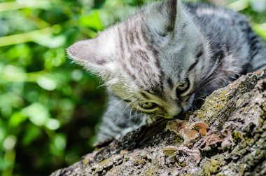 İlk bağımsız adımlar atmaya şirin bir kedi yavrusu öğrenir