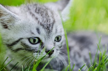 İlk bağımsız adımlar atmaya şirin bir kedi yavrusu öğrenir
