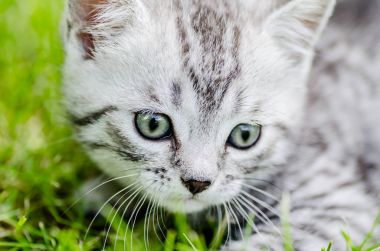 İlk bağımsız adımlar atmaya şirin bir kedi yavrusu öğrenir